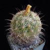 Coryphantha_radians
